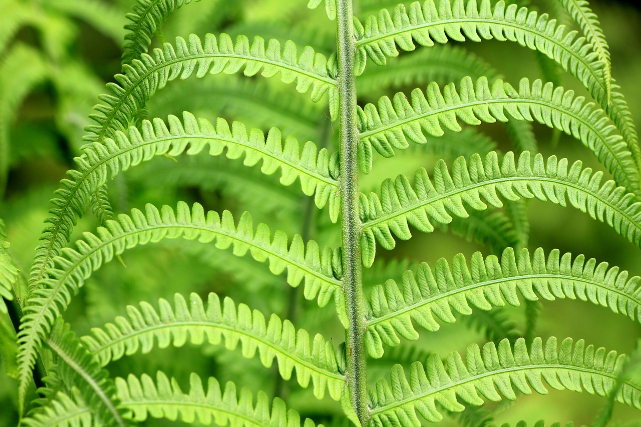 Image - green plant fern forest