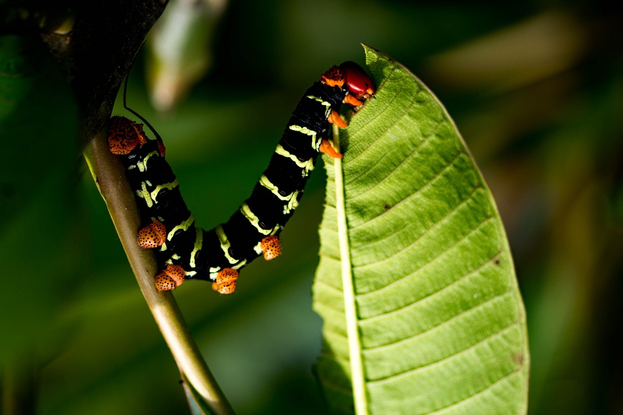 Image - nature caterpillar voracious