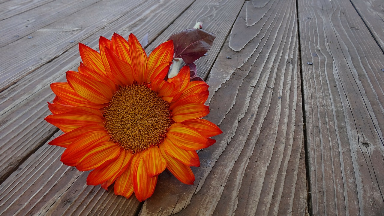 Image - sunflower autumn flower bloom