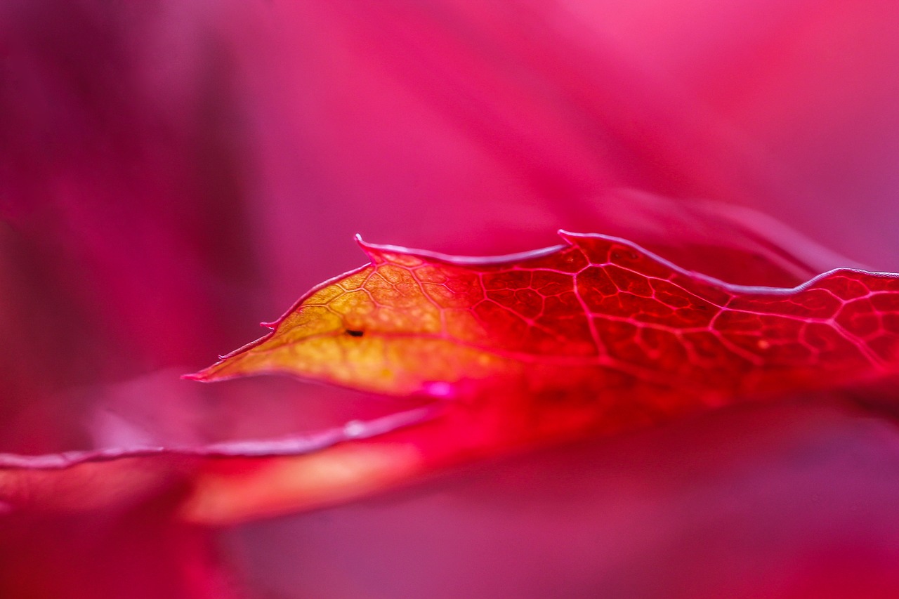 Image - maple leaf autumn colouring