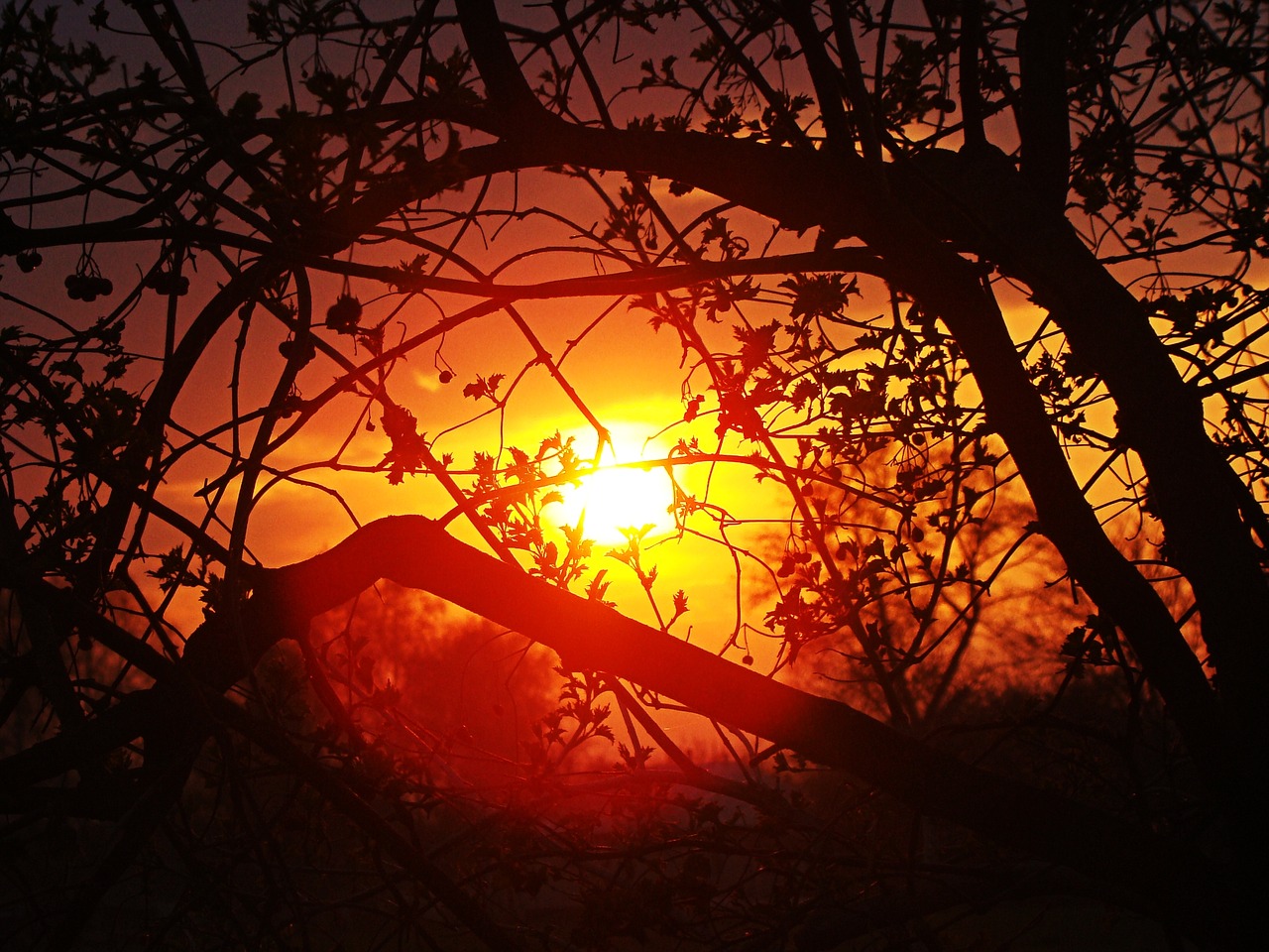 Image - branch tree sunset sun silhouettes