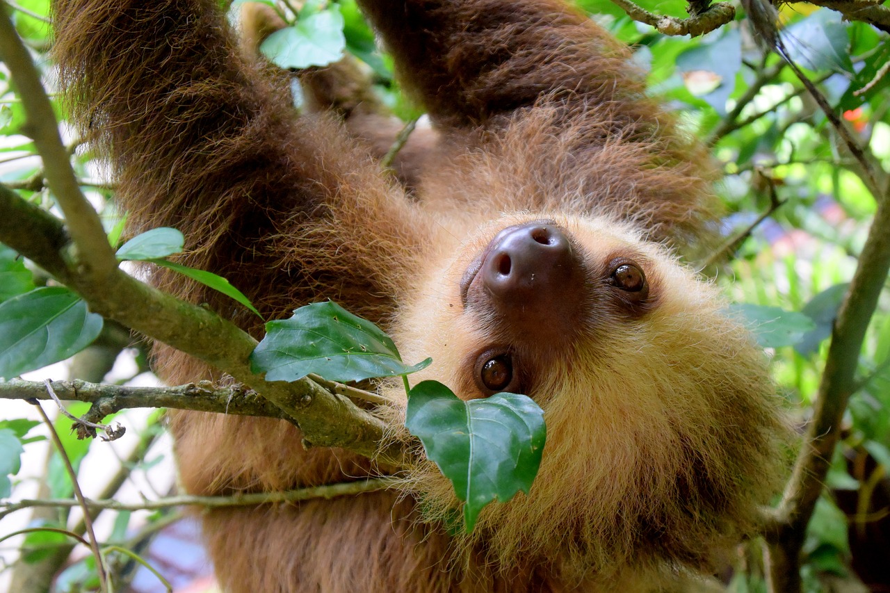 Image - sloth costa rica puerto viejo