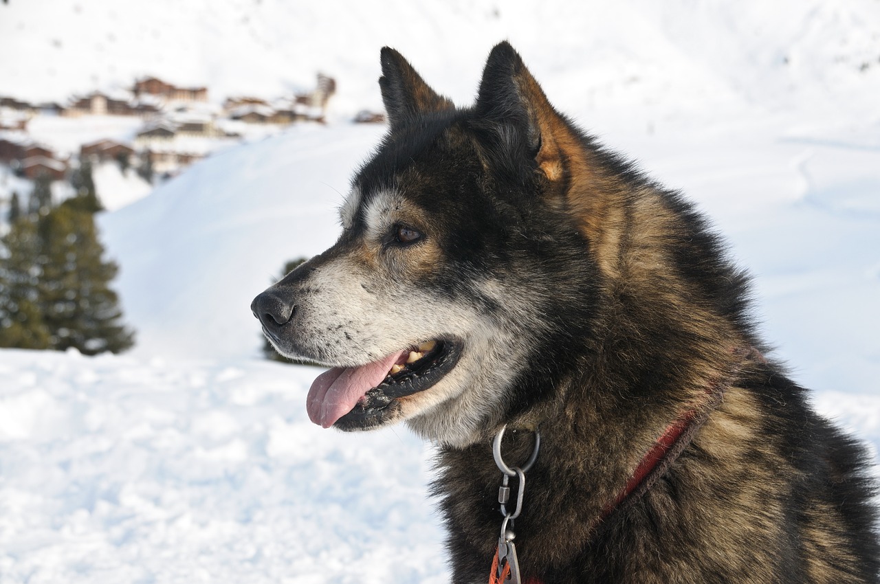Image - dog sled animal snow