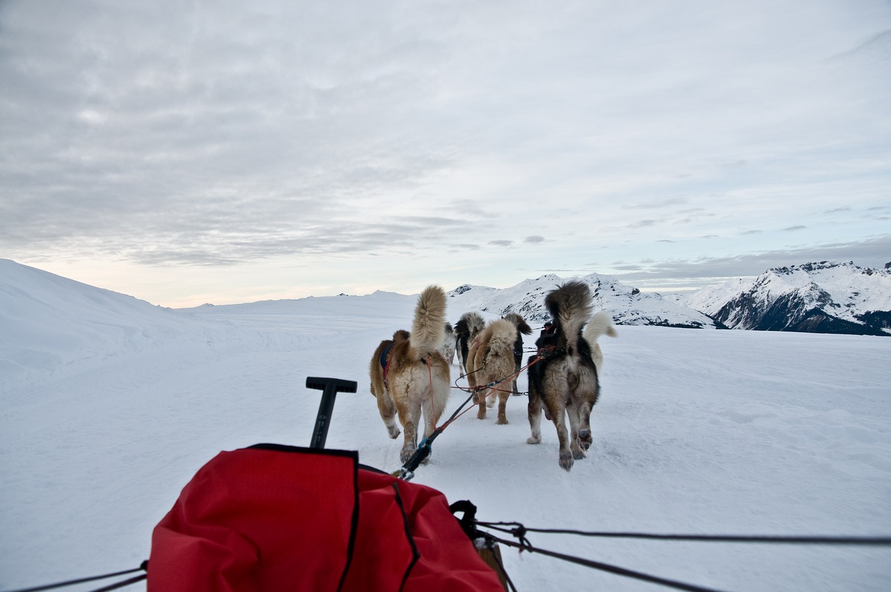 Image - dog sled snow mountain