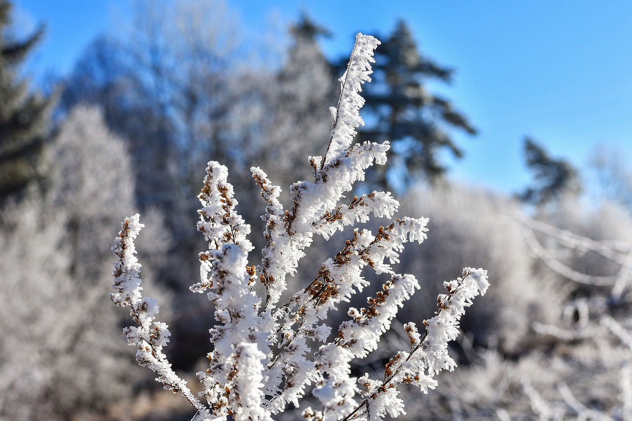 Image - hoarfrost winter crystal landscape