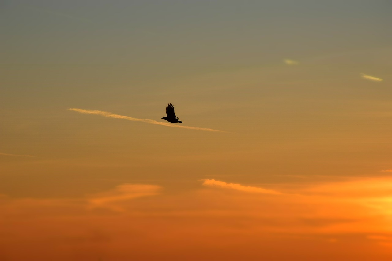 Image - background clouds heaven seagulls