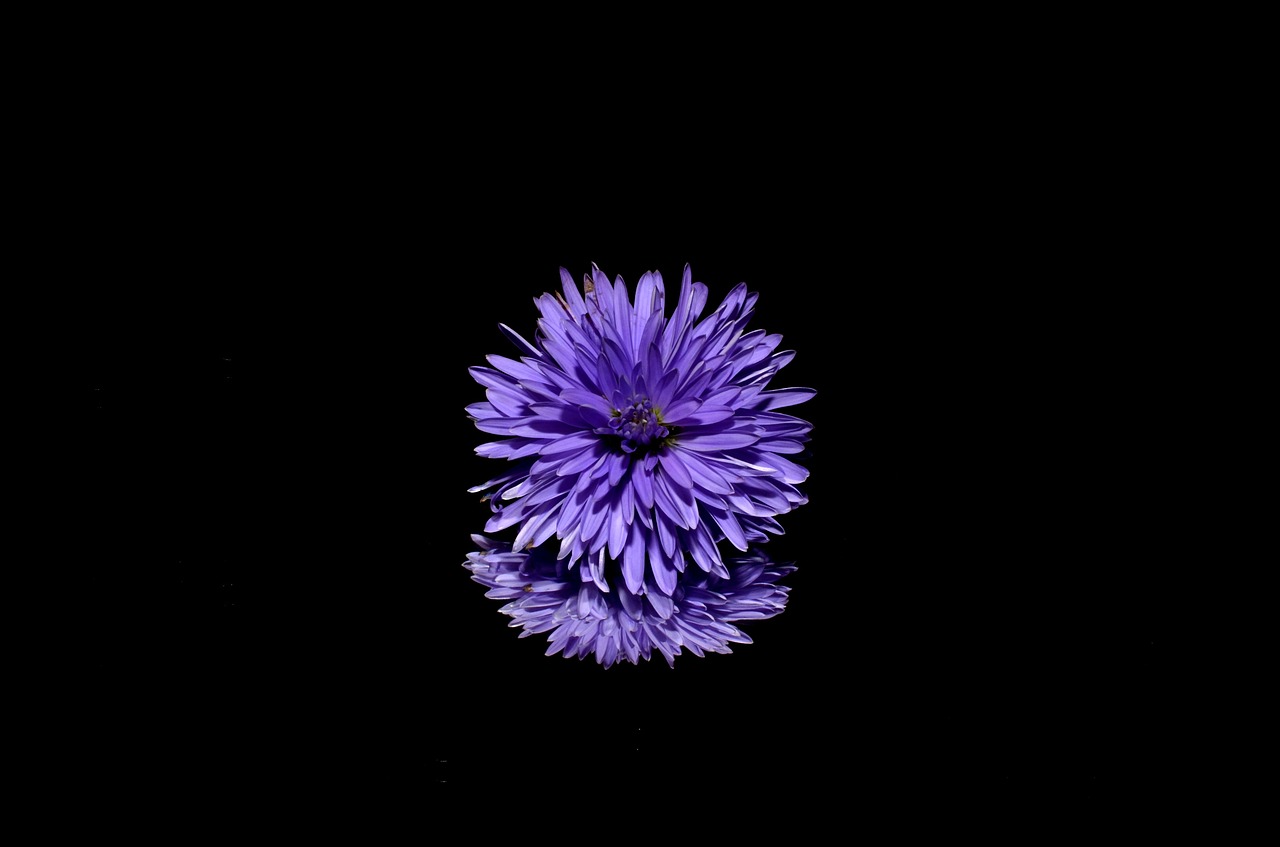 Image - aster flower purple