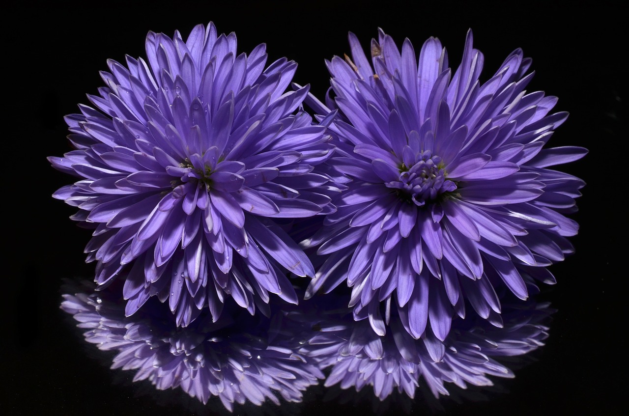 Image - aster flower purple