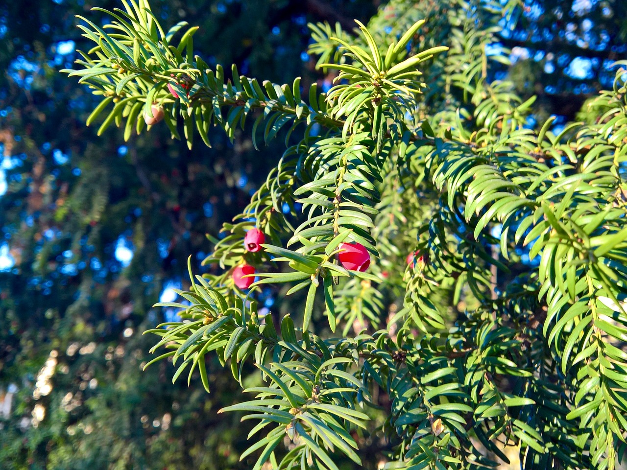 Image - european yew needles flowers