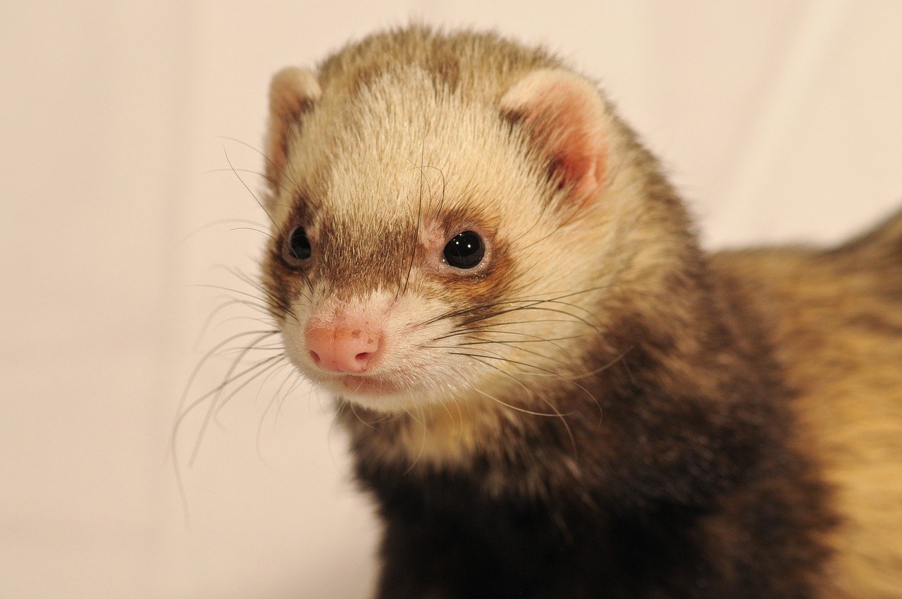 Image - ferret animal close up