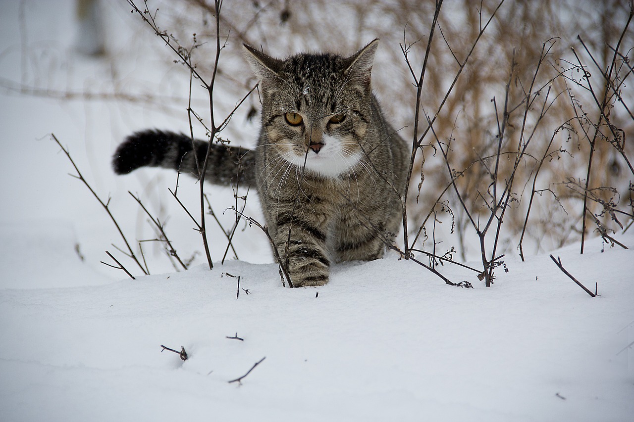 Image - cat animal snow