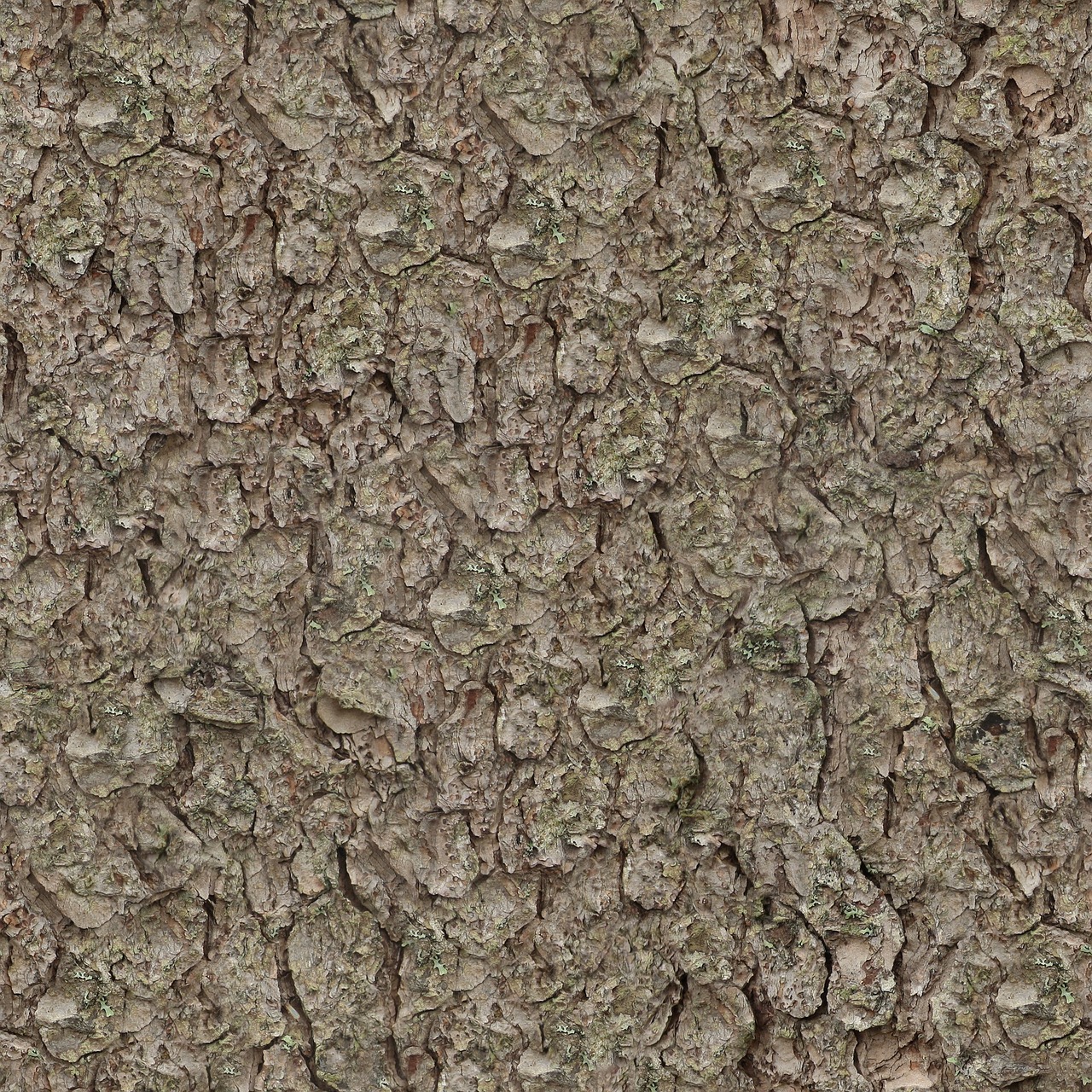 Image - texture seamless tileable pine