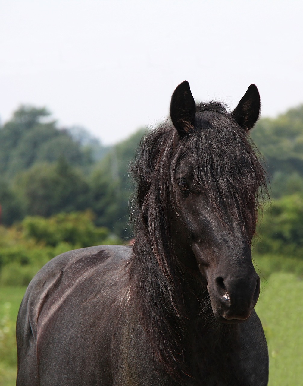 Image - horse blue roan equus stallion