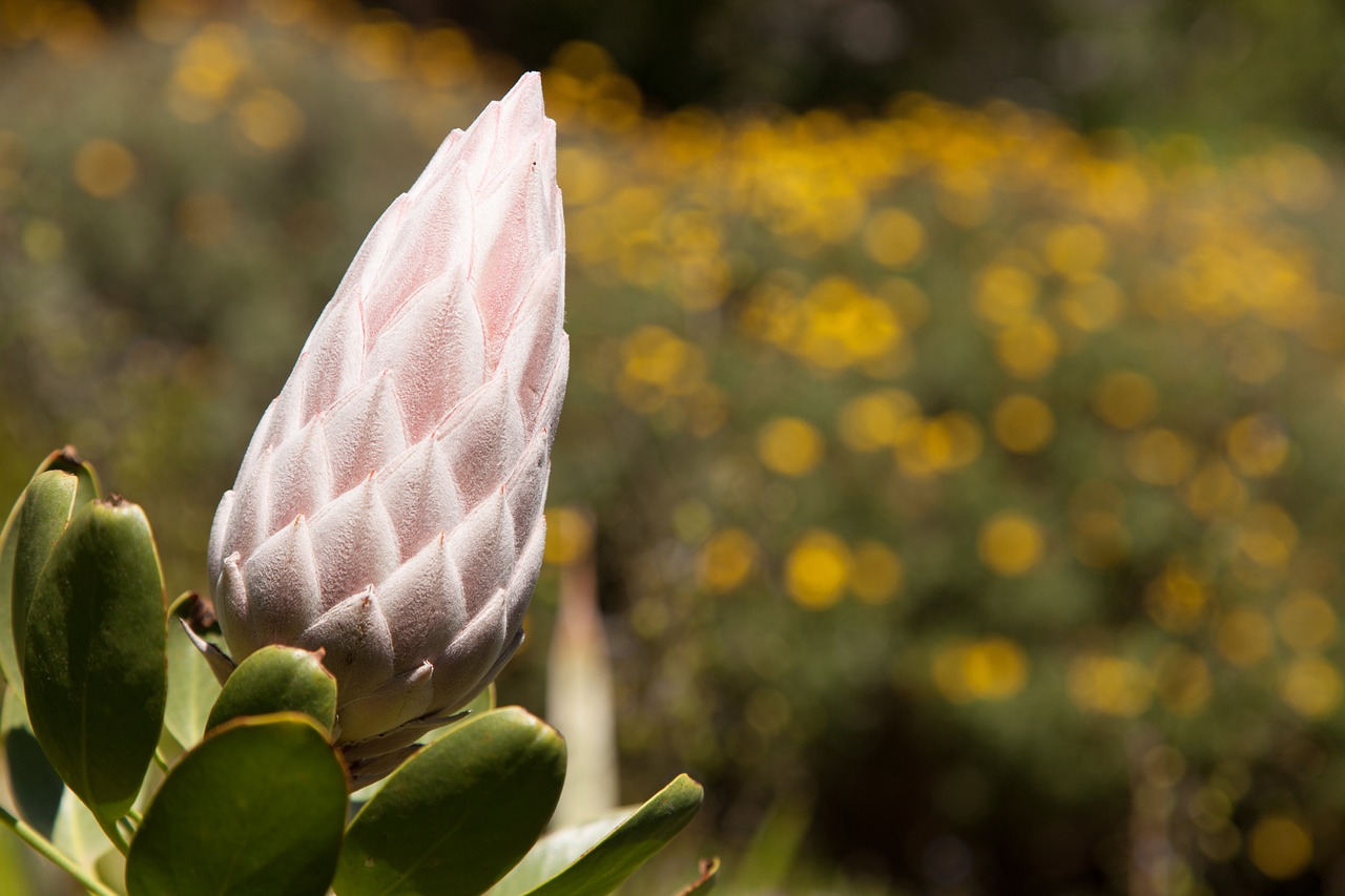 Image - flower bokeh spring season nature