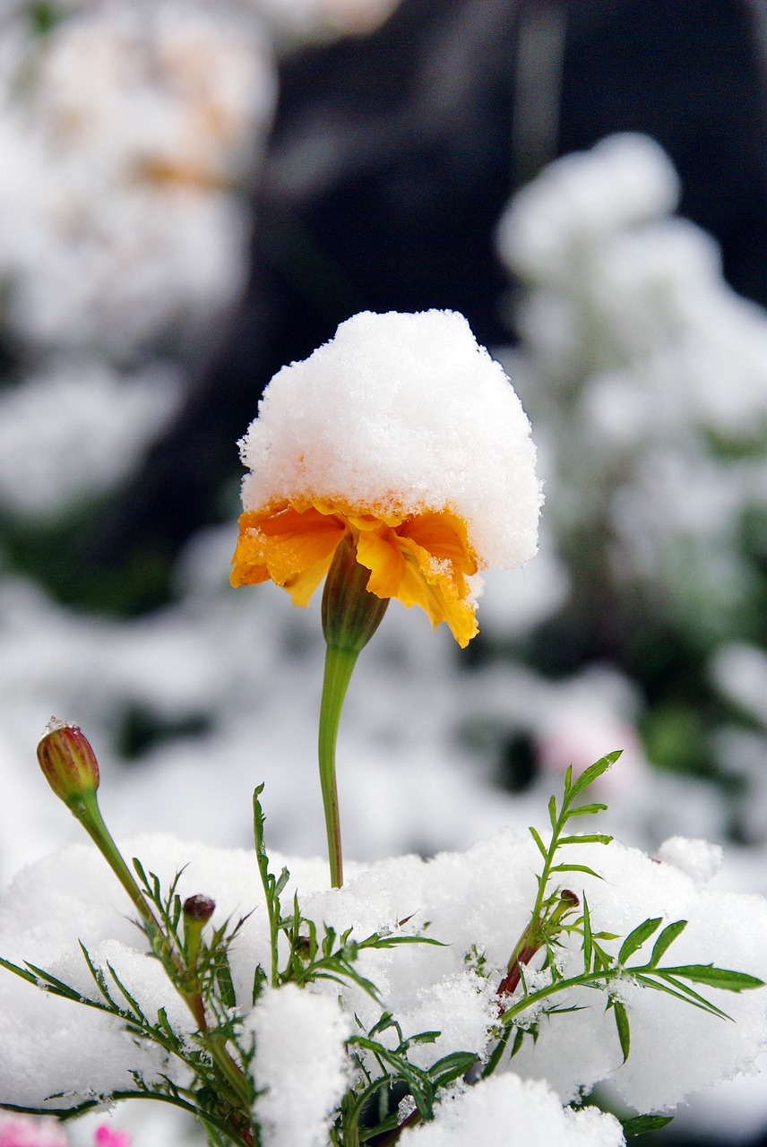 Image - flower snow autumn plant closeup