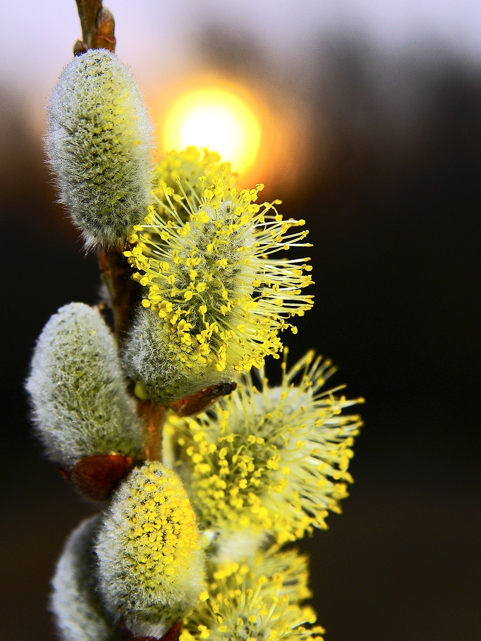 Image - verba sun spring nature forest