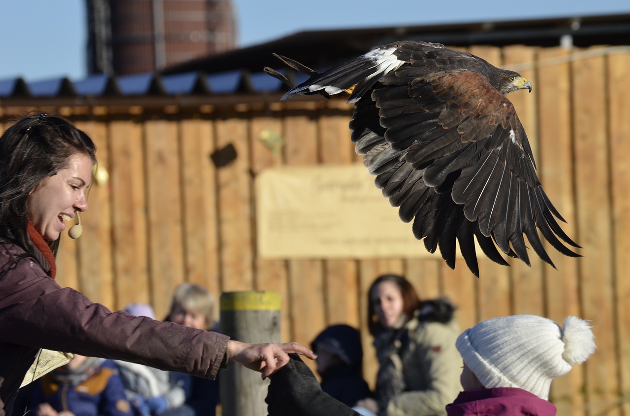 Image - adler bill raptor bird