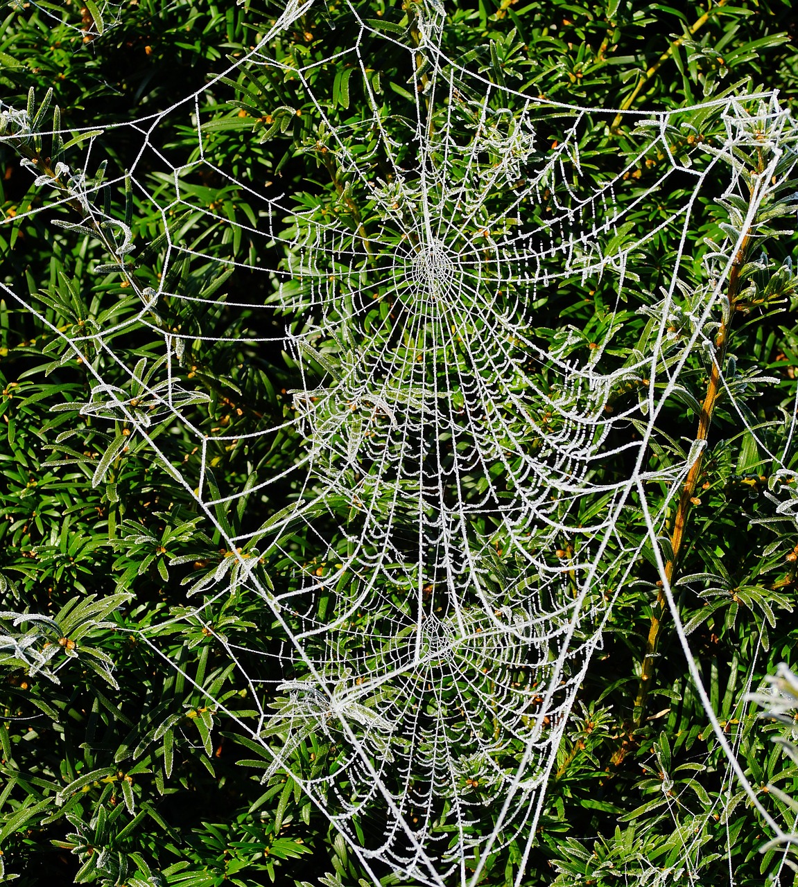 Image - winter hedge cobwebs iced pattern