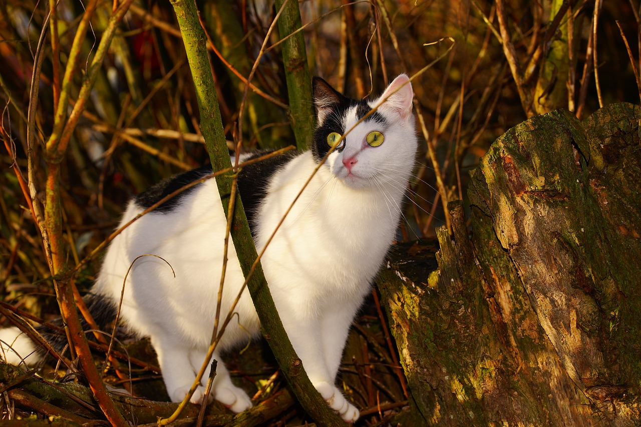 Image - cat female curious climb cat face