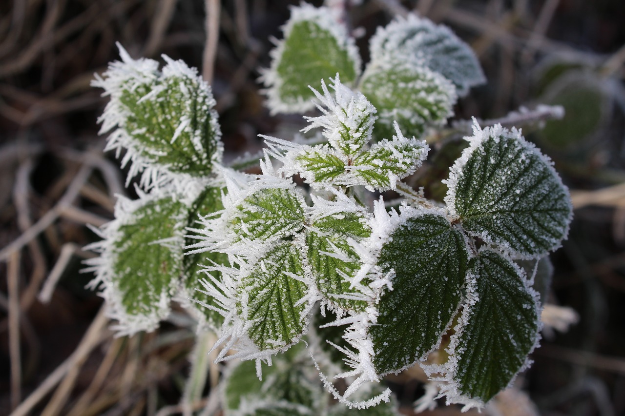 Image - bramble winter cold frost