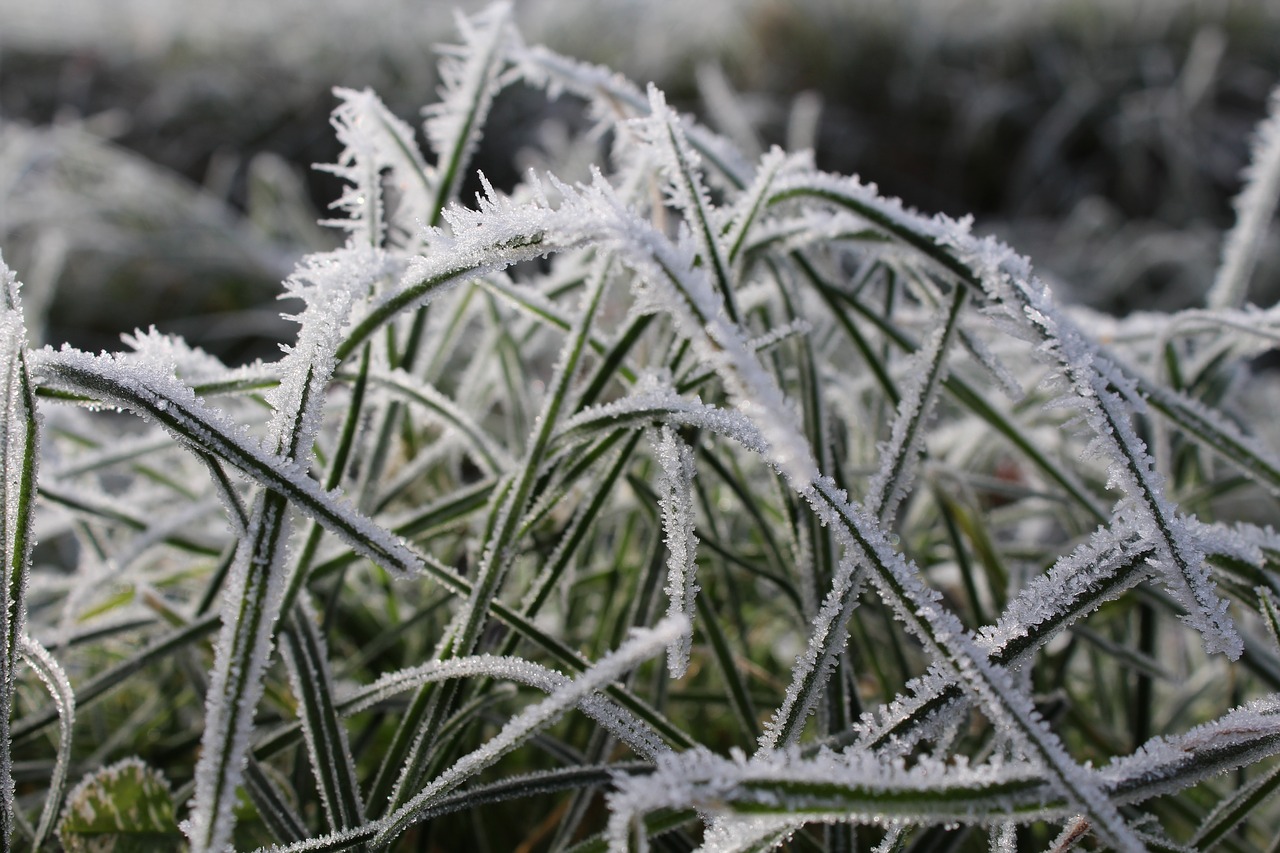 Image - grass winter wintry cold frost