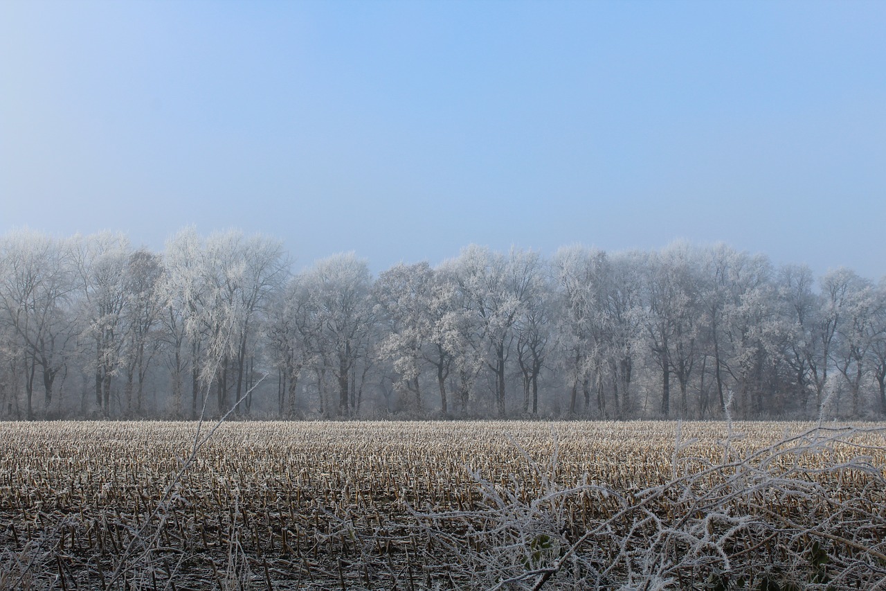 Image - wintry trees stubble cold frost