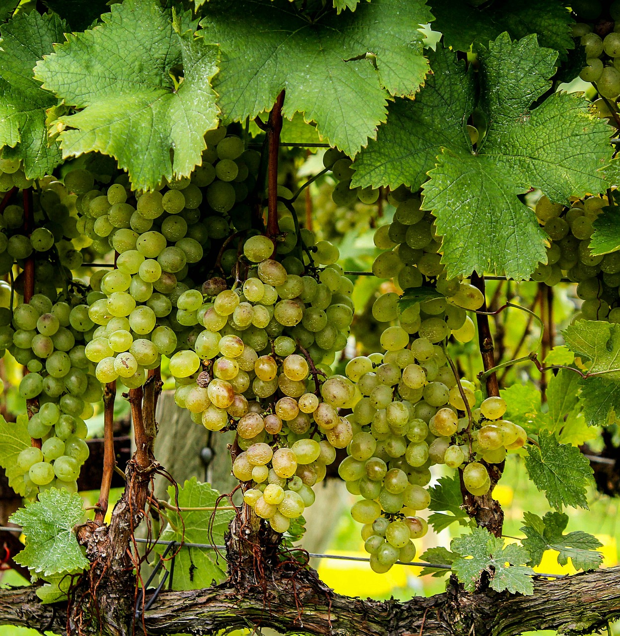 Image - grapes green vines plants bunch