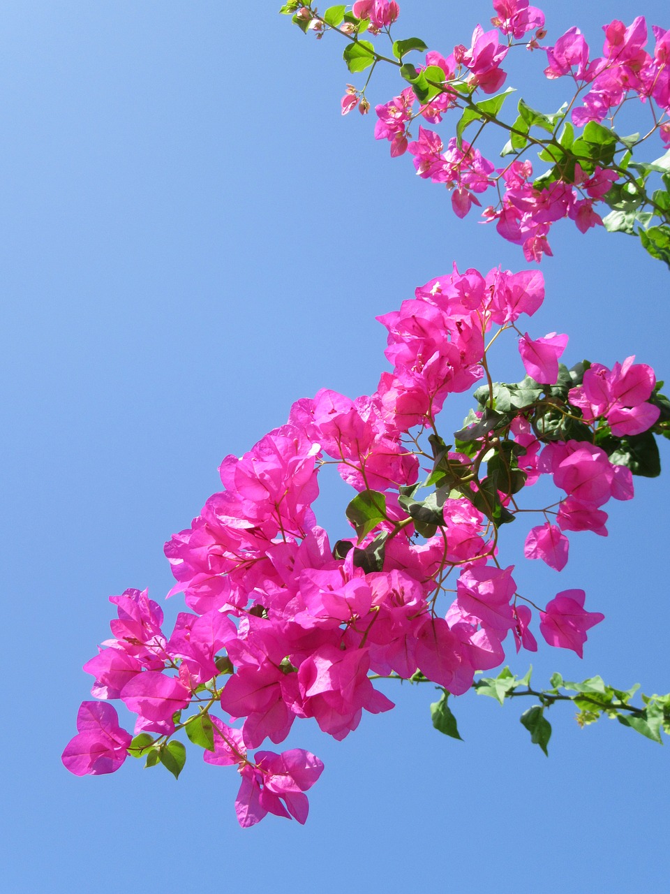 Image - tropical flower exotic flower