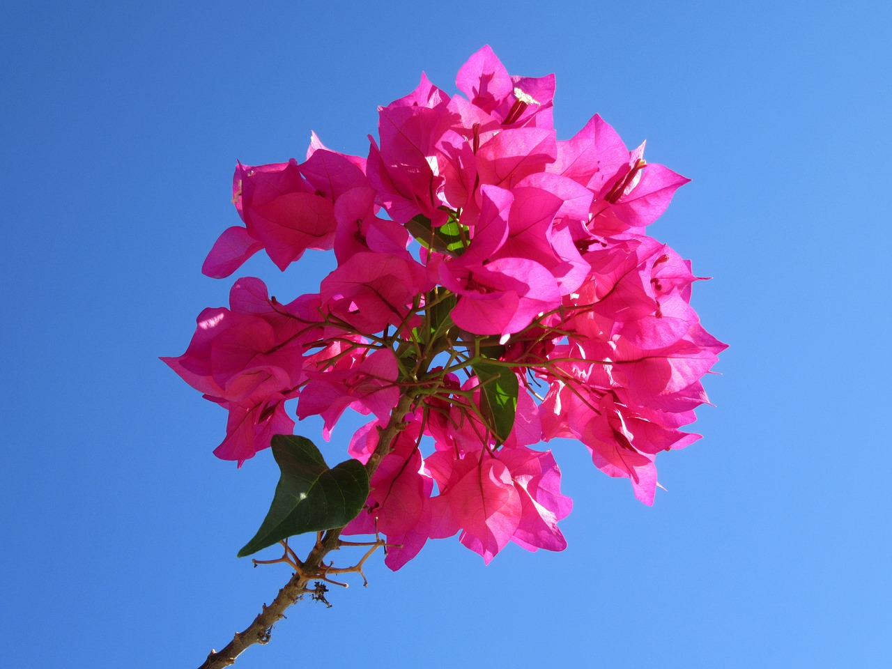 Image - bougainvillea close tropical