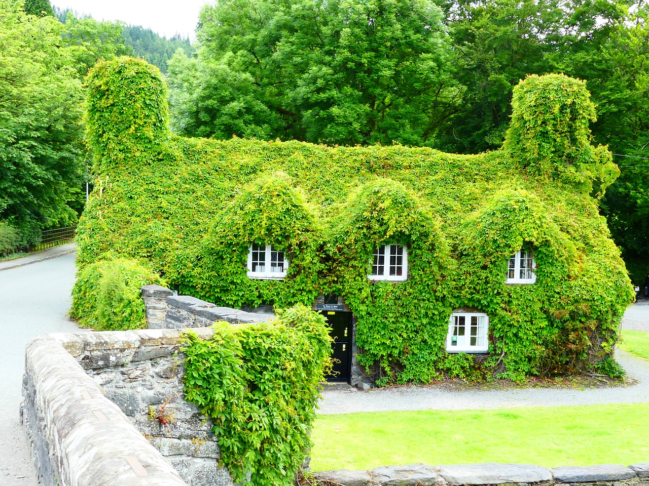 Image - house creeper ivy green wales