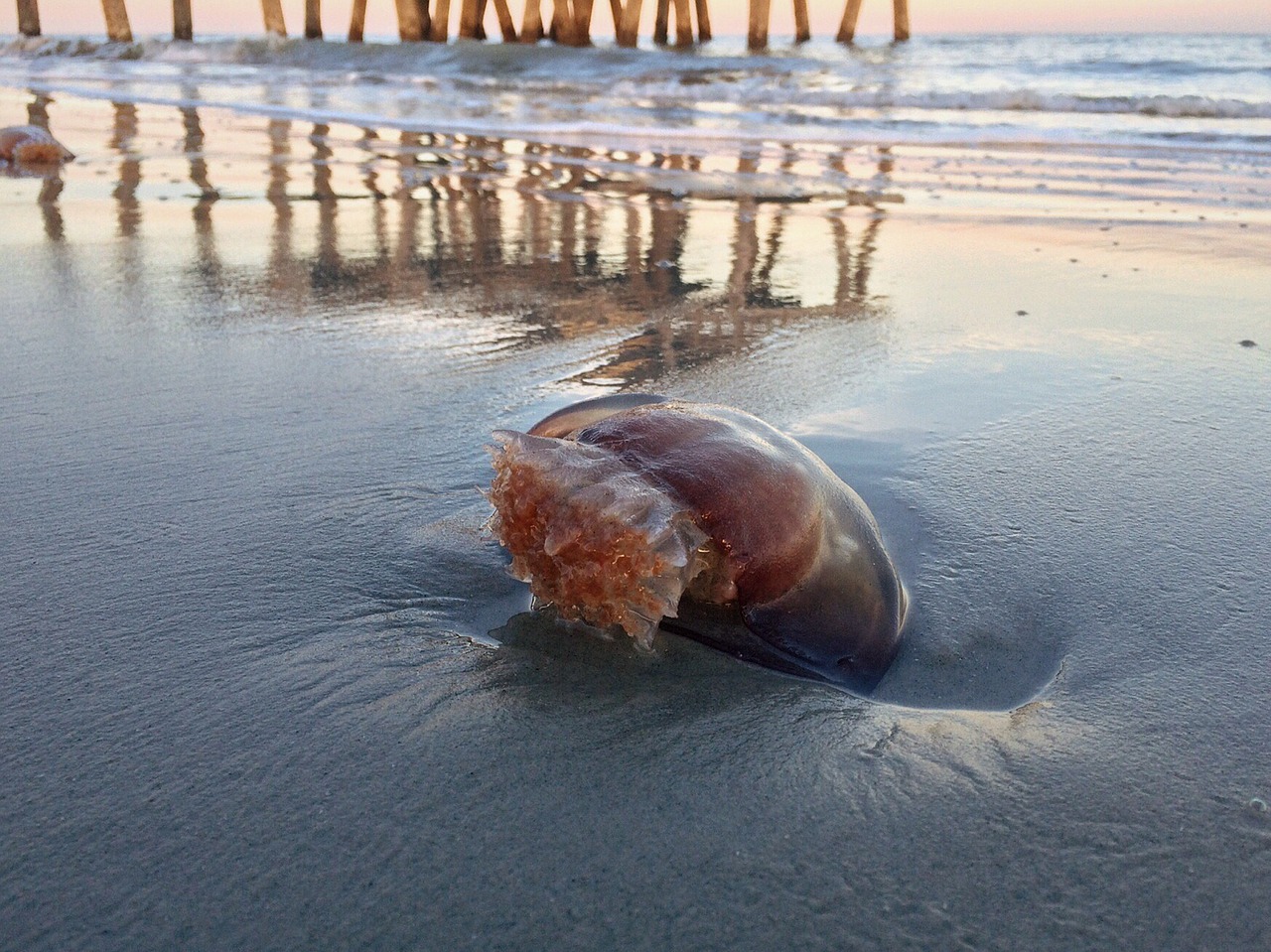 Image - beach ocean sand jellyfish nature