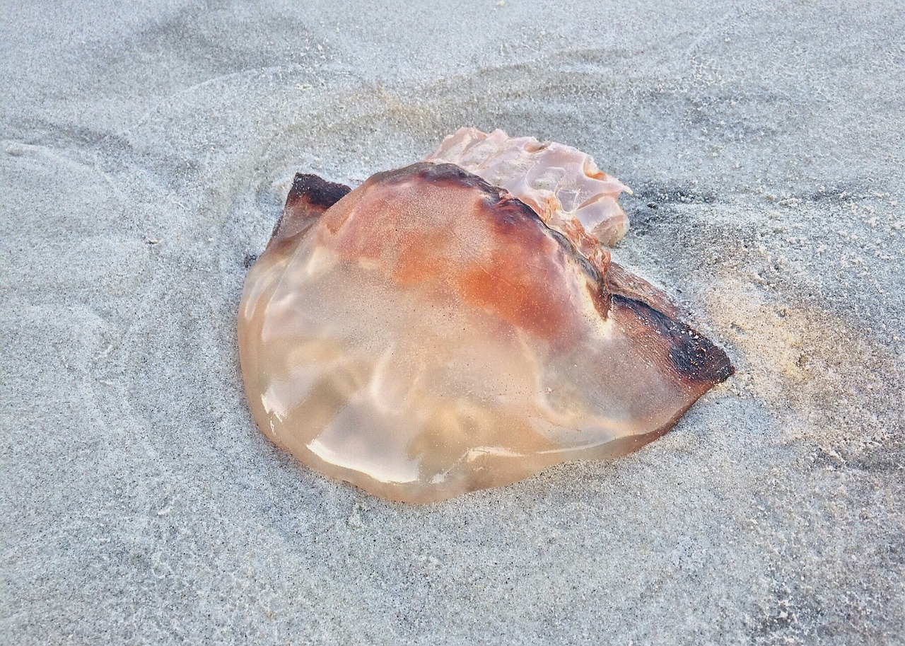 Image - jellyfish beach sea nature ocean