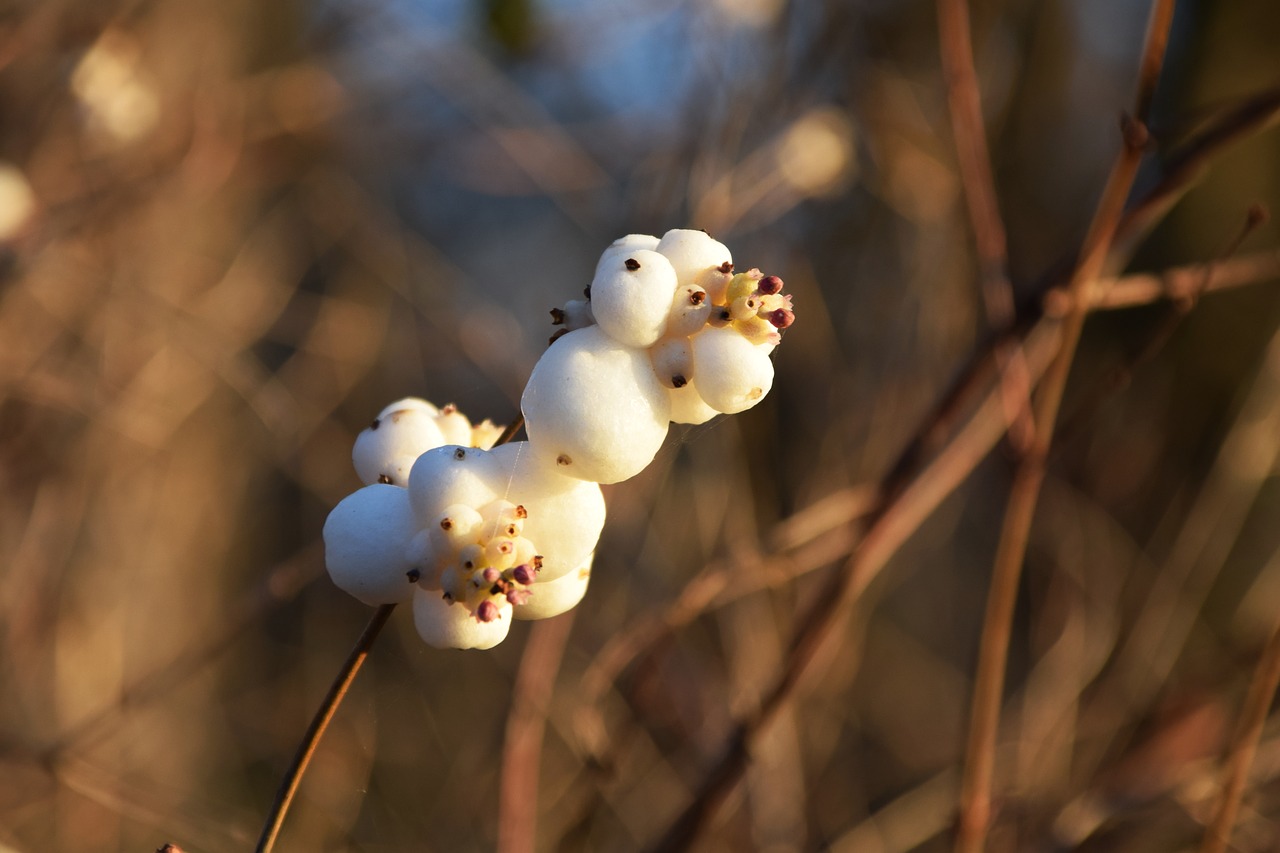 Image - snow berry knallerbsenstrauch