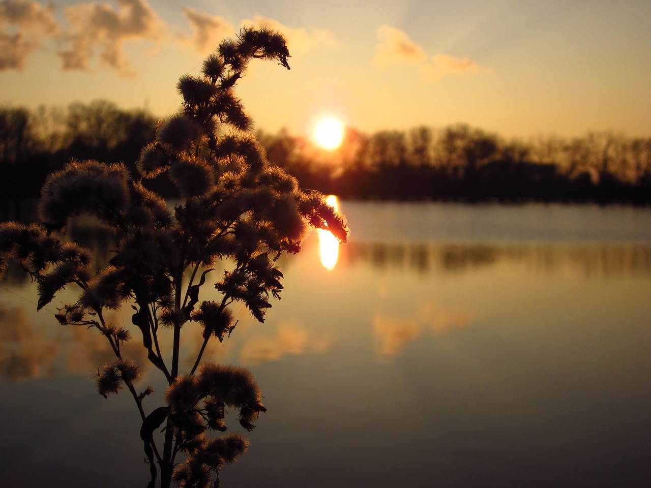 Image - sunset sun evening plant cotton