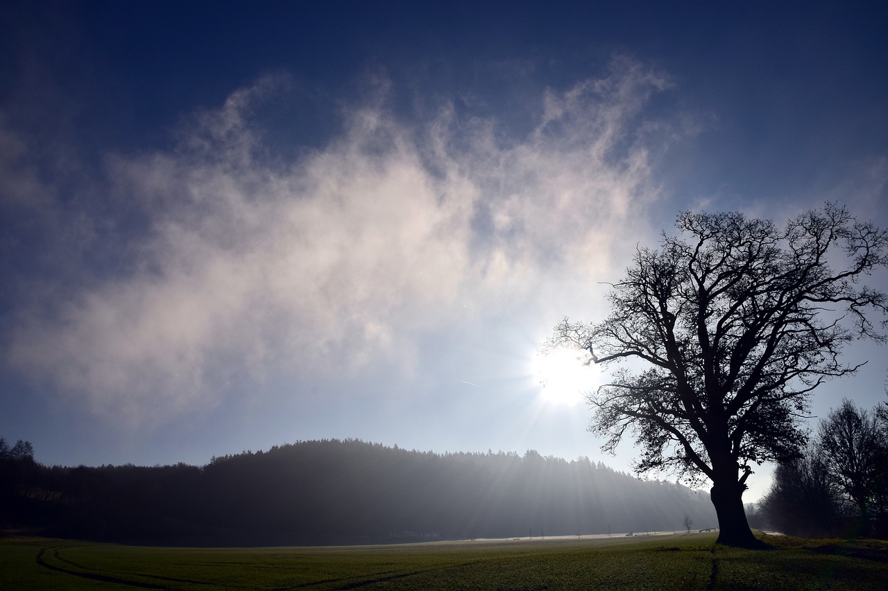 Image - tree landscape nature fog winter