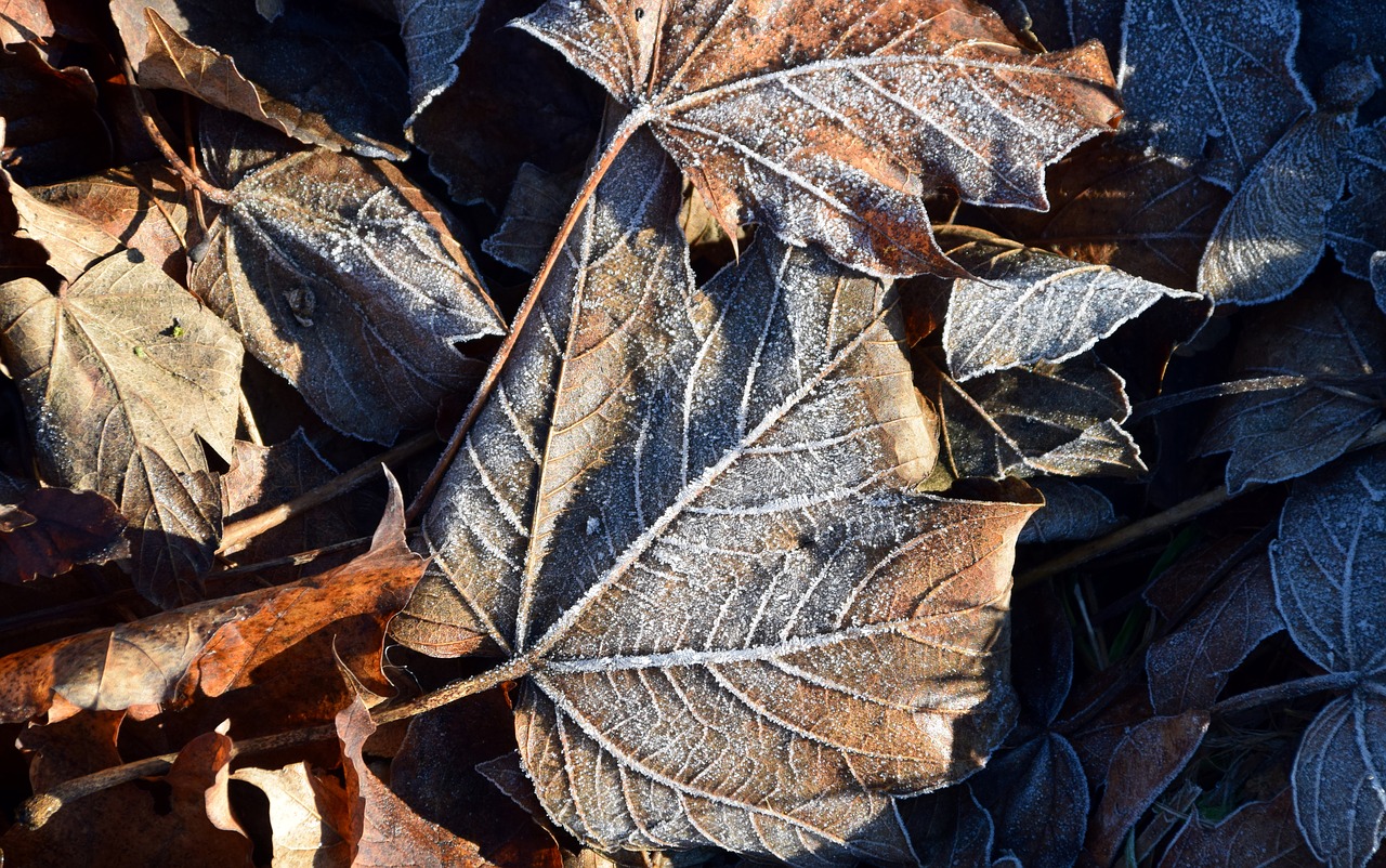 Image - leaves autumn fall foliage frost
