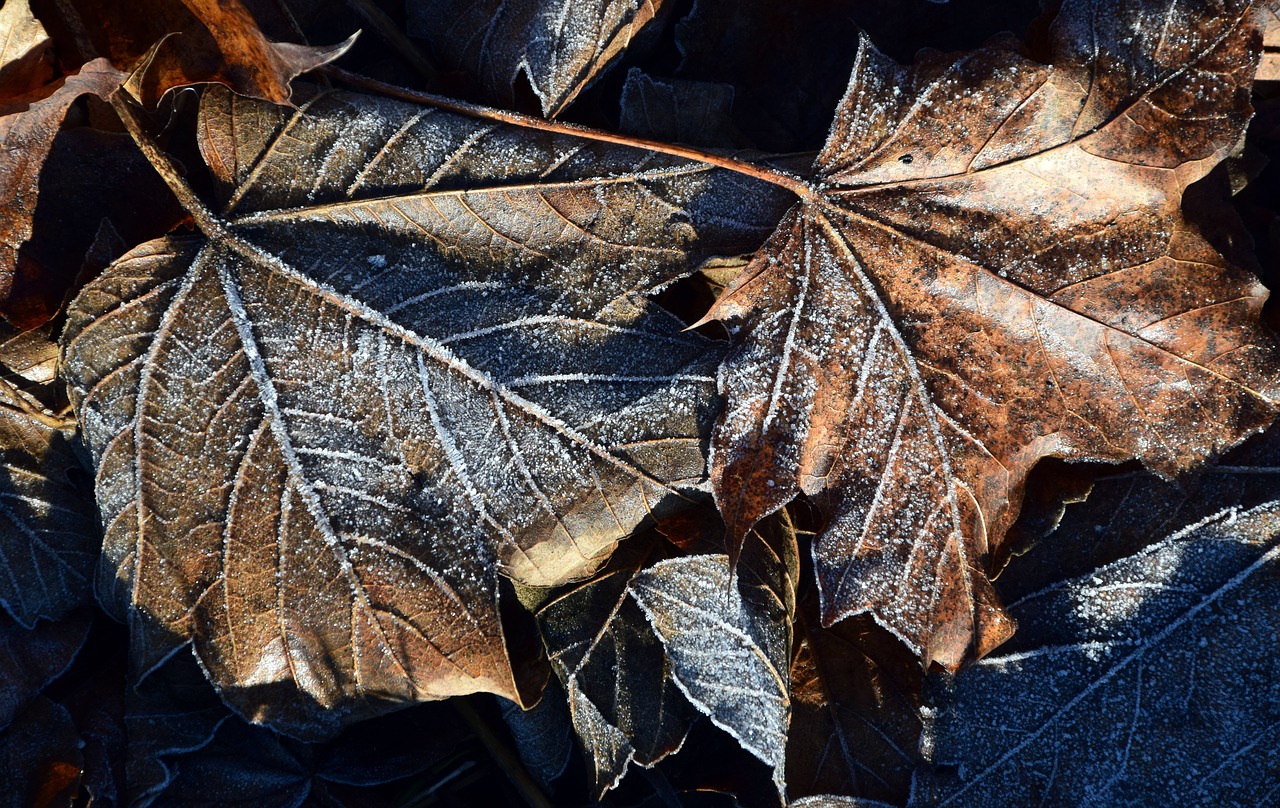 Image - leaves autumn fall foliage frost