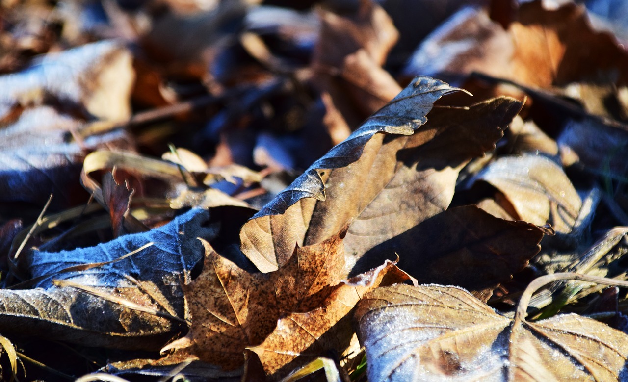 Image - leaves autumn fall foliage frost