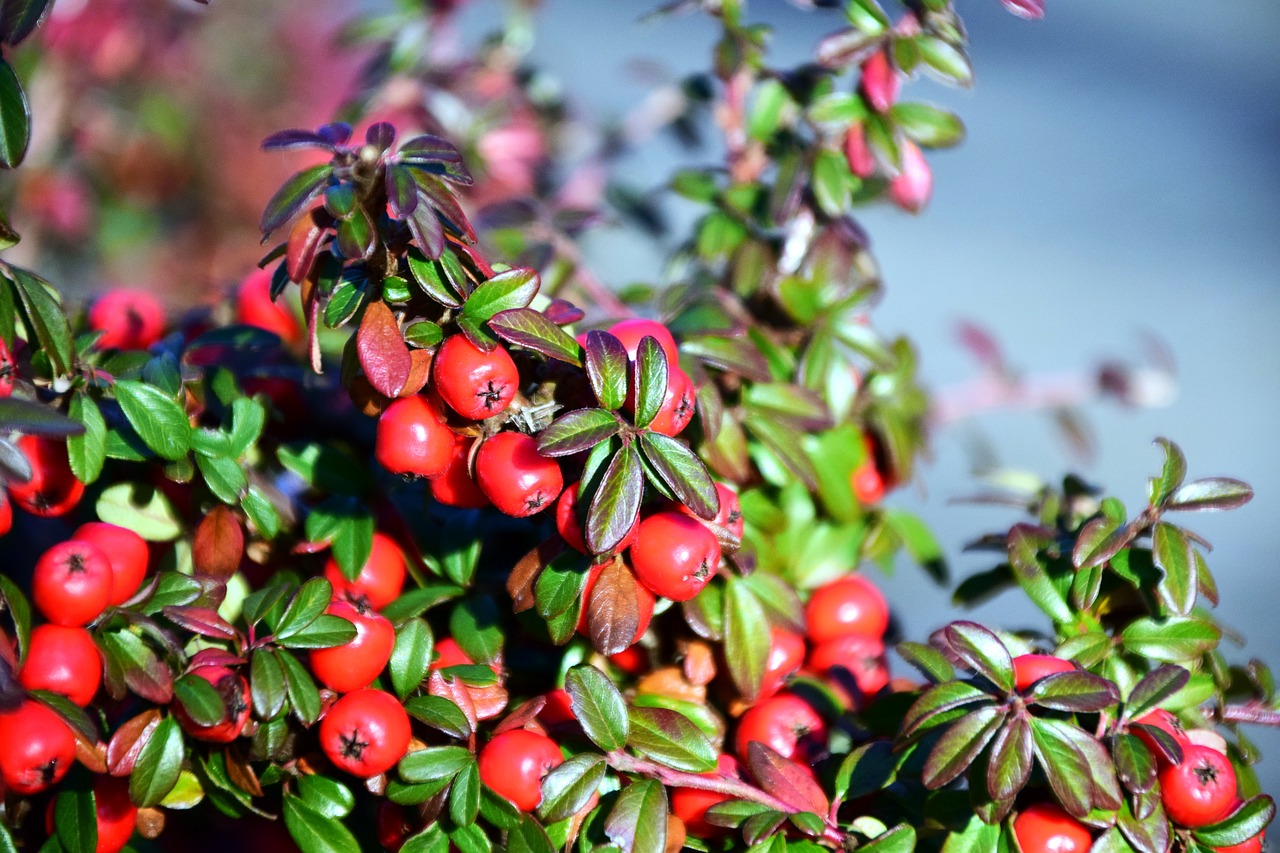 Image - rowan mountain ash berries red