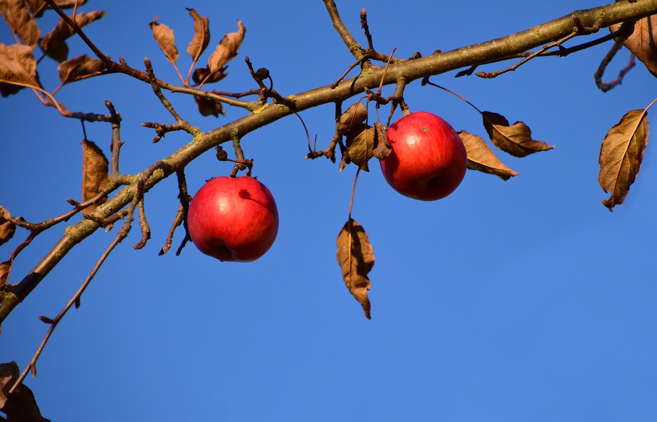 Image - apple apple tree fruit tree nature