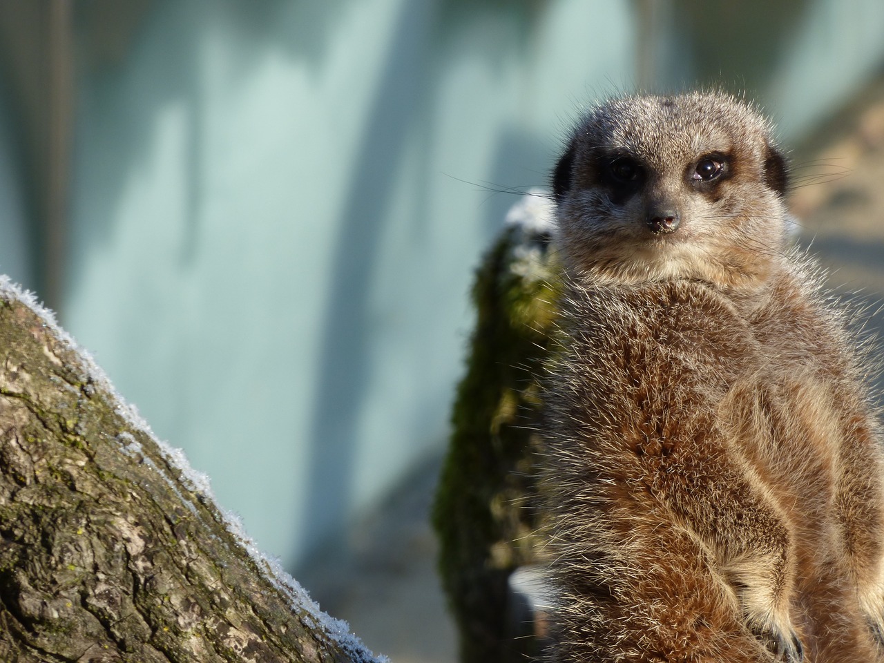 Image - meerkat attention animal zoo