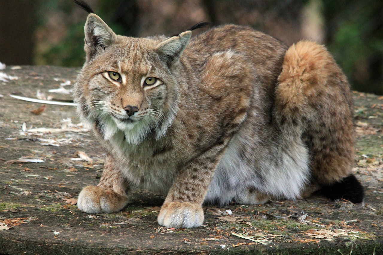 Image - animal cat lynx