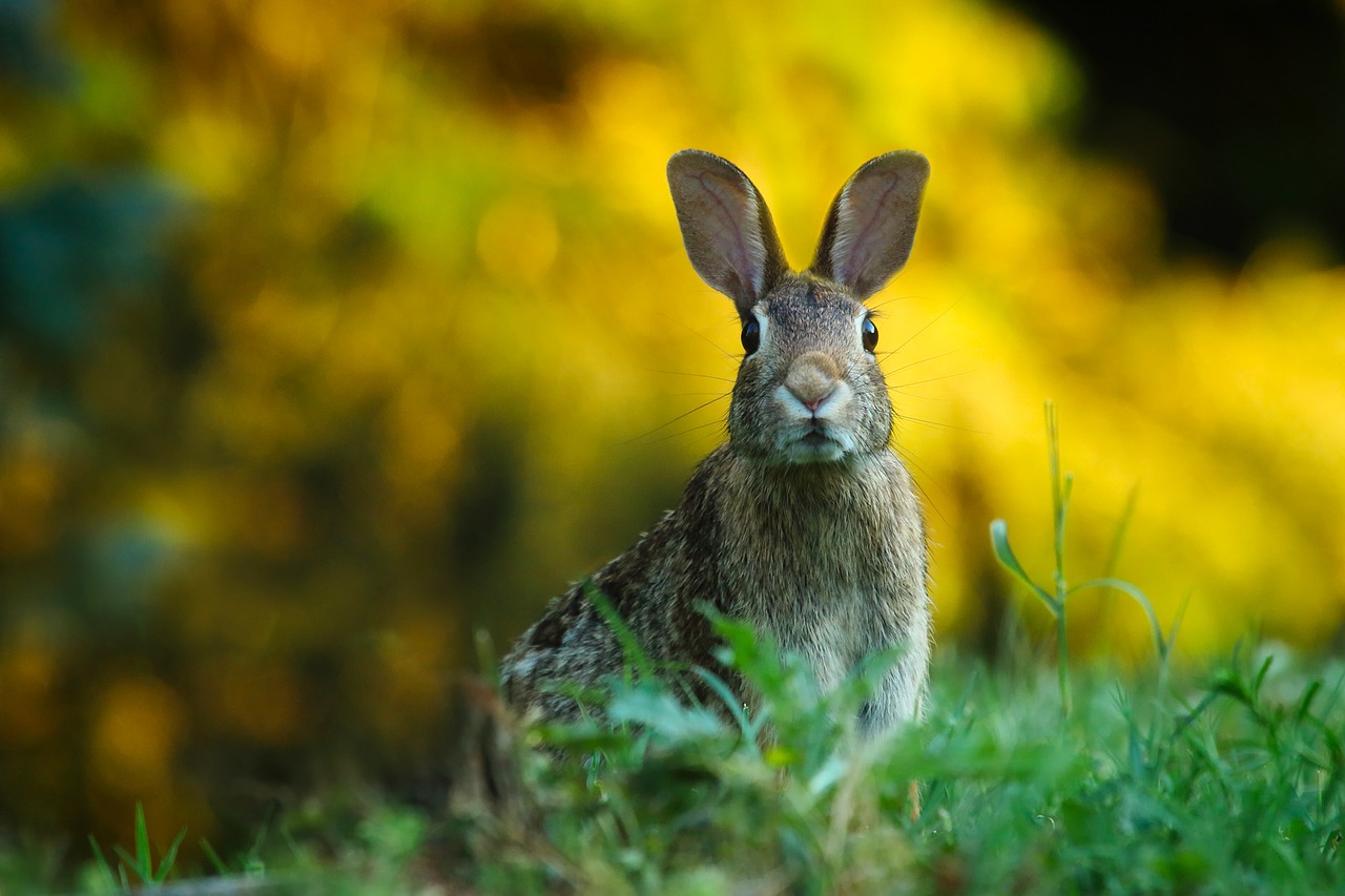 Image - rabbit hare animal wildlife cute