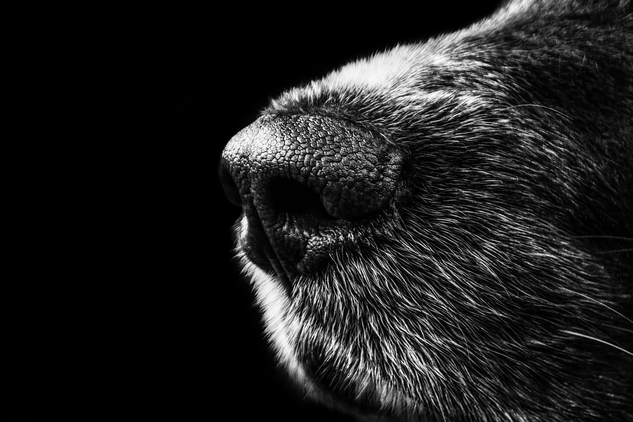 Image - dog nose snout münsterländer black