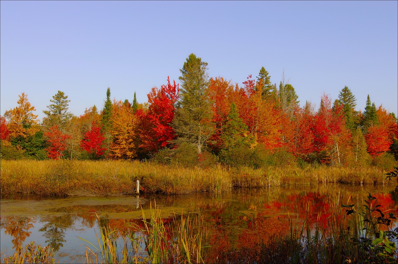 Image - colors fall orange red nature