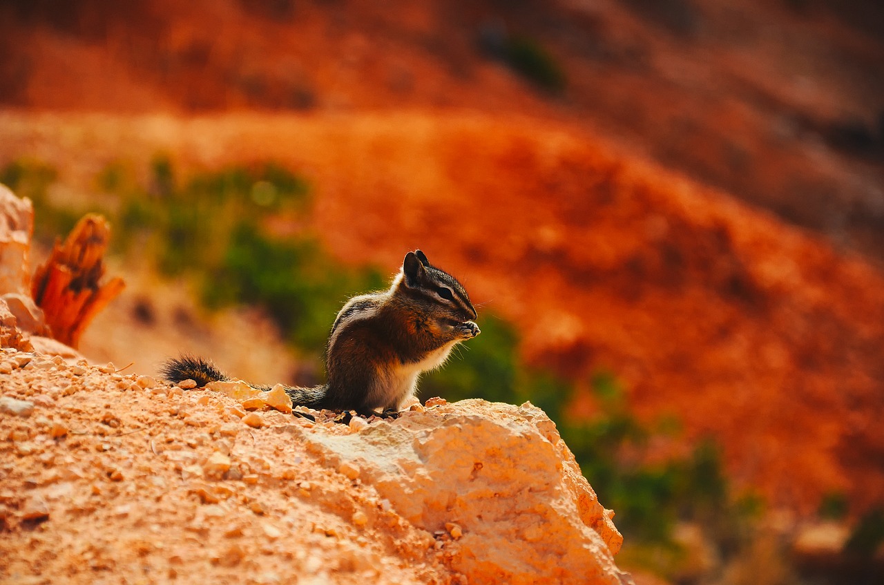 Image - chipmunk animal wildlife cute