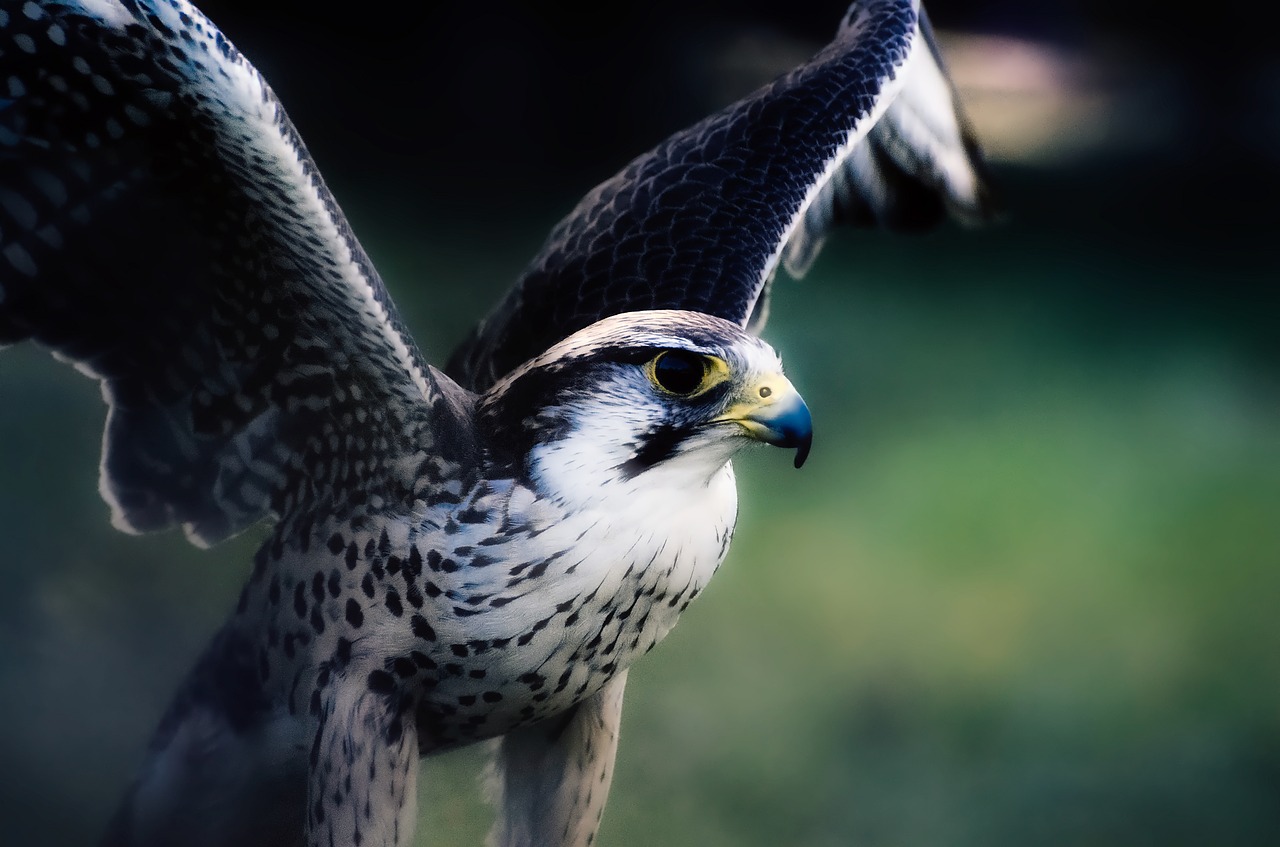 Image - hawk falcon bird wildlife predator