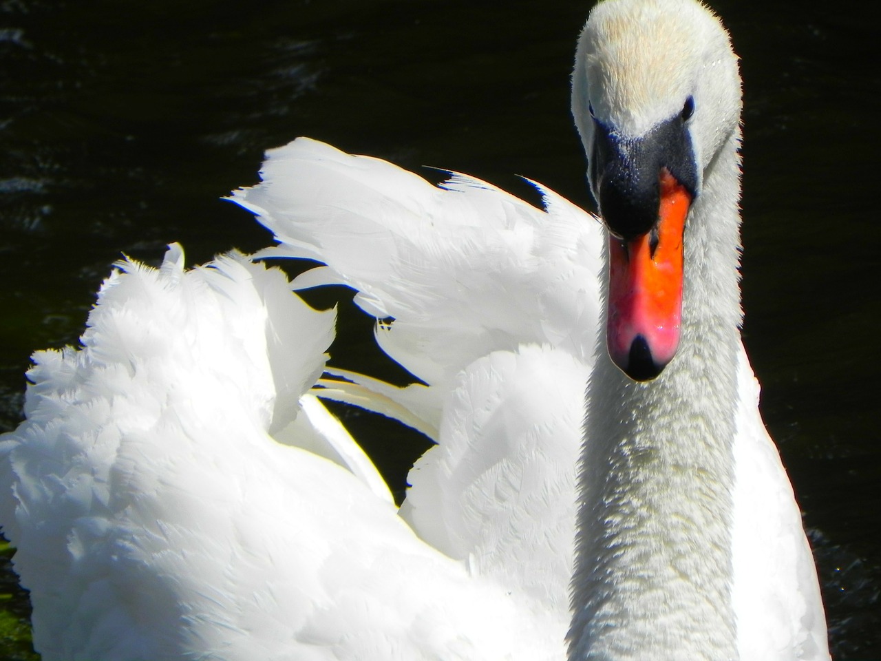 Image - swan bird feathers flying wildlife