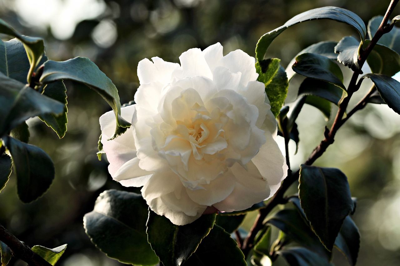 Image - camellia flower white white flower