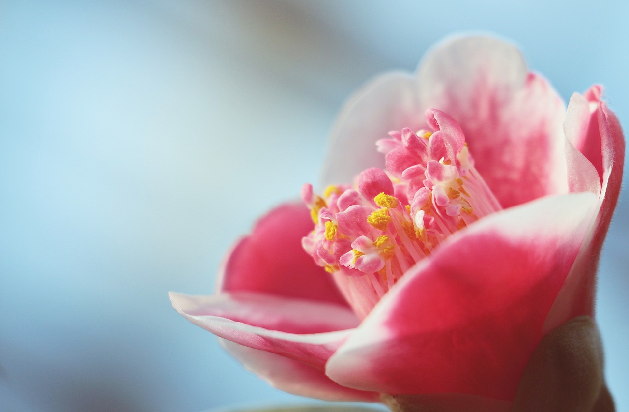 Image - camellia camellia flower pink